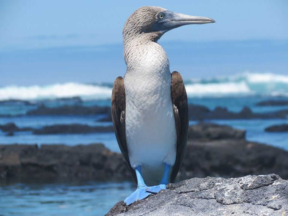 Galapagos: Island Hopping, Stay on 2 Islands - Santa Cruz and Isabela - 6 Days / 5 Nights